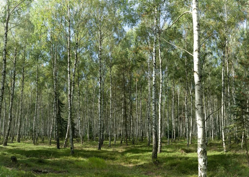 Pärandatud mets ja maa – mida sellega teha? - Kinnisvarauudised - City24.ee kinnisvaraportaal